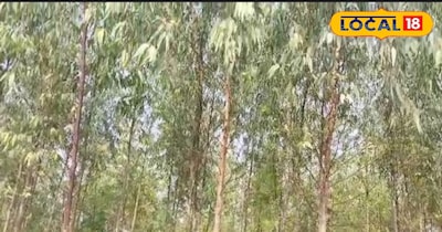 यूकेलिप्टस (सफ़ेदा )की खेती