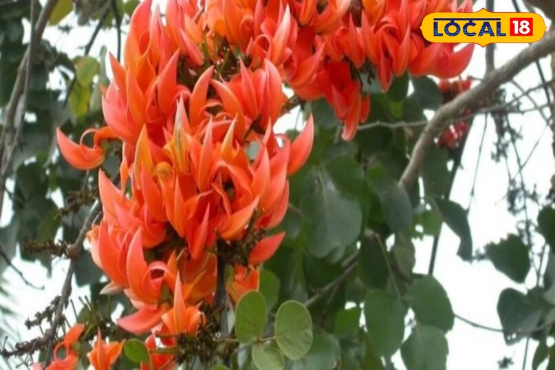 हेल्थ टिप्स 