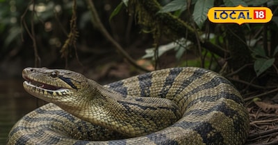 15 फीट लंबा अजगर