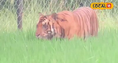 जंगल के बाहर विचरण करता बाघ.