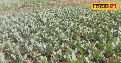 ठंड मे हो सकता है रबी फसल को नुकसान