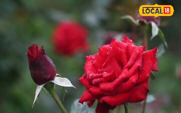 सर्दियों में अपनाएं यह उपाय, हैं बेहतरीन