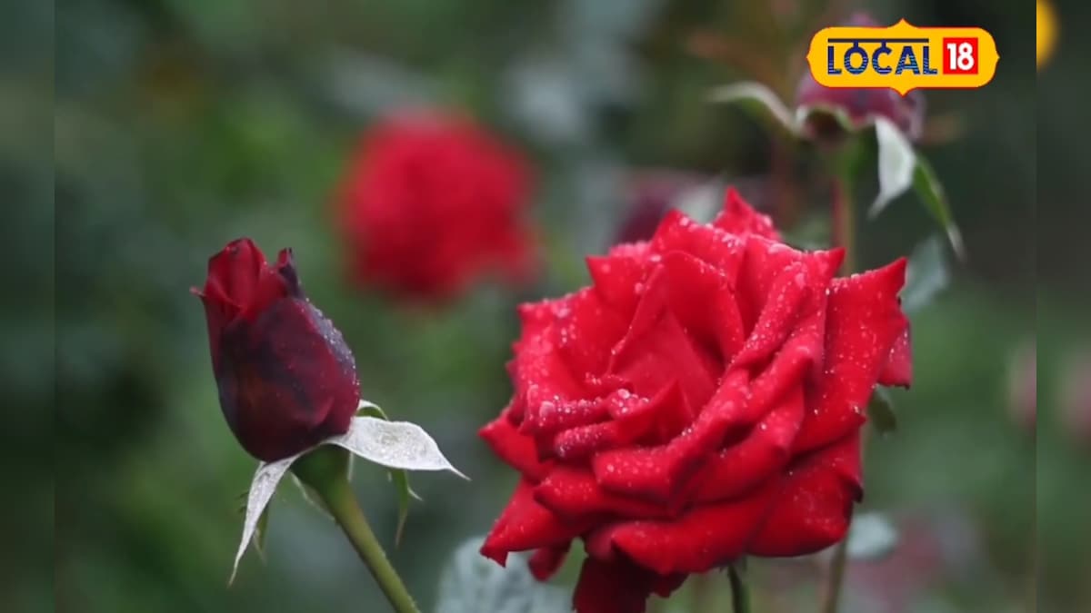 ठंड में गुलाब में नहीं आ रहे फूल? अपनाएं ये देसी उपाय, फूलों से भर जाएगा बगीचा
