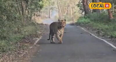 सड़क पर चहलकदमी करते नजर आया बाघ.