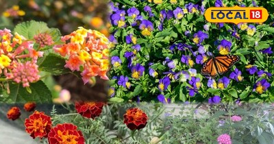 किचन गार्डन में लगाए पौधे