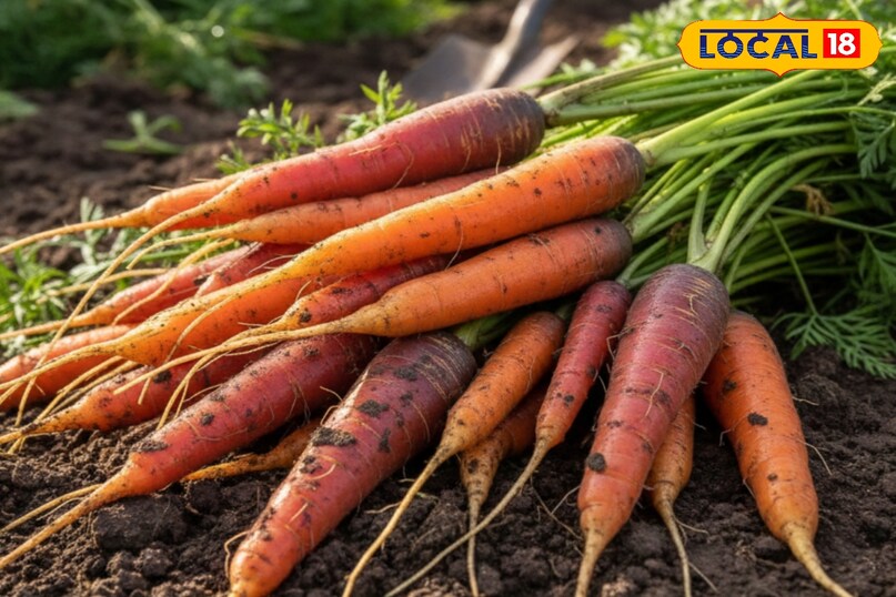 लाल गाजर लाल गाजर