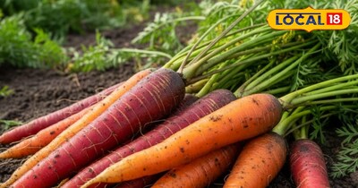 लाल और नारंगी गाजर 