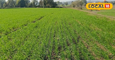 इसका सीधा असर गेहूं की बढ़वार पर पड़ता है.