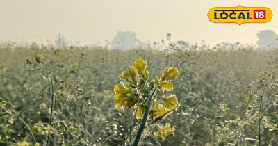 राजस्थान में फसल पर जमी बर्फ 