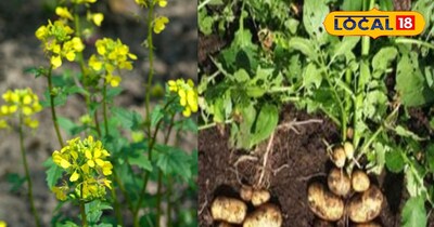 सरसों और आलू की खेती 