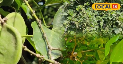 करंज के बीज