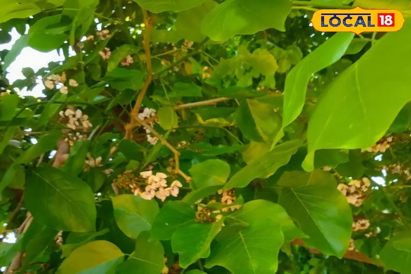 करंज का पेड़ करंज का पेड़