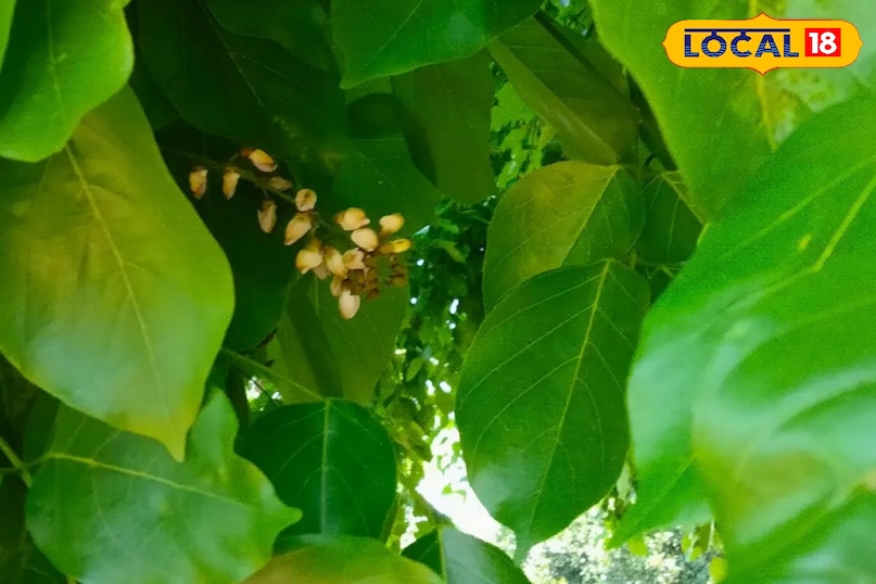 करंज का पेड़ करंज का पेड़