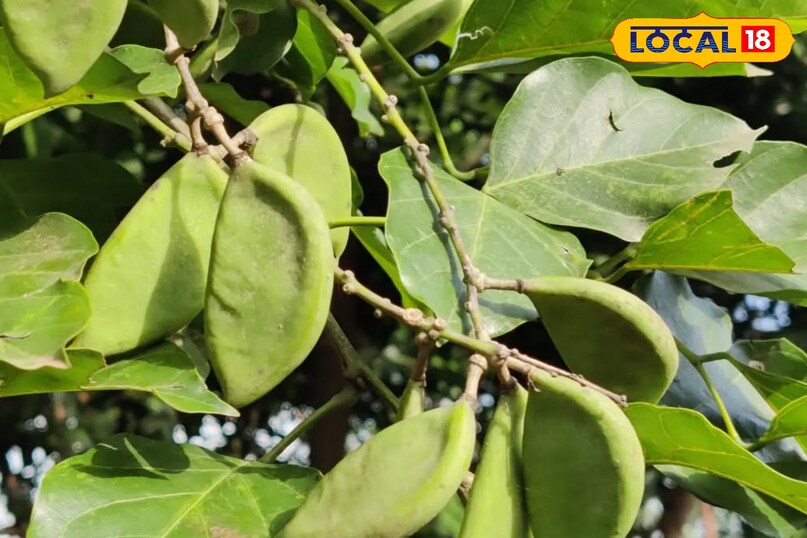 करंज के फल करंज के फल