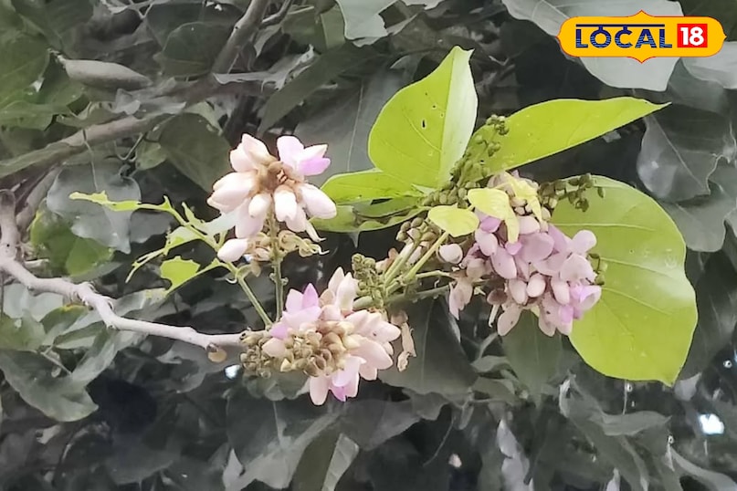 करंज का पेड़ करंज का पेड़