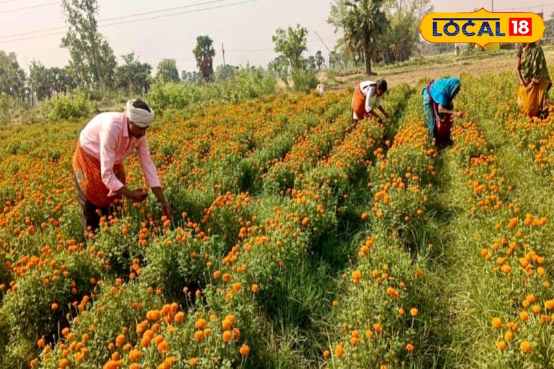पलामू जिले के कृषि विशेषज्ञ डॉ० अखिलेश शाह ने कहा कि इस मौसम में खासकर फॉस्फोरस और पोटाश की कमी देखने को मिलती है. फॉस्फोरस जड़ों और कलियों के विकास में मदद करता है, जबकि पोटाश पौधों को ठंड सहन करने की क्षमता देता है और फूलों के रंग व साइज को बेहतर बनाता है.