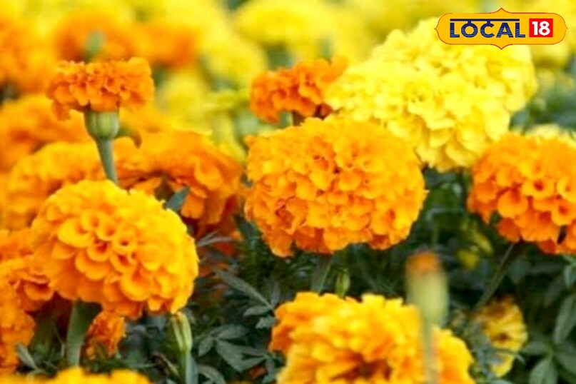 आगे कहा कि सर्दियों में गेंदे की बेहतर ग्रोथ के लिए फोलियर स्प्रे बहुत उपयोगी माना जाता है. इससे पोषक तत्व सीधे पत्तियों के माध्यम से पौधे तक पहुँचते हैं और तेजी से असर दिखाते हैं.