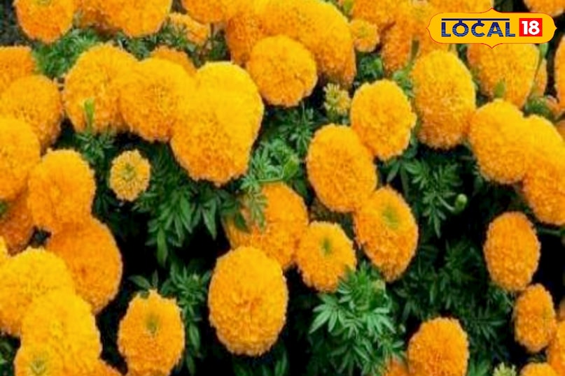 उन्होंने बताया कि इसके लिए 1 लीटर पानी में 1 ग्राम 19:19:19 या 0:52:34 (फॉस्फोरस युक्त) उर्वरक घोलकर अच्छी तरह मिलाएँ. इस घोल का छिड़काव पौधों की पत्तियों पर करें.