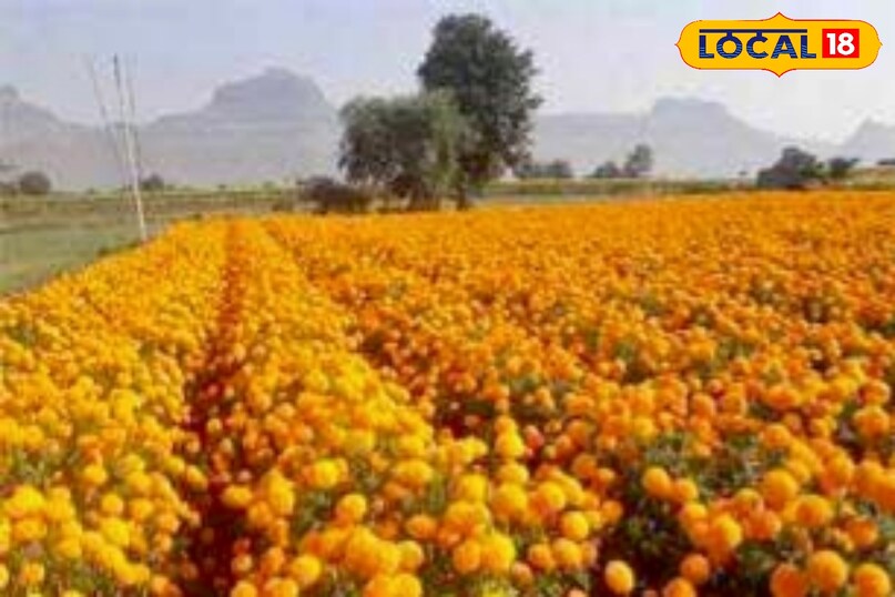 उन्होंने कहा कि 10 से 15 दिन के अंतर पर यह स्प्रे करना सबसे बेहतर रहता है. ध्यान रखें कि छिड़काव सुबह या शाम के समय करें, जब धूप तेज न हो, ताकि पत्तियाँ जलने से बचें.