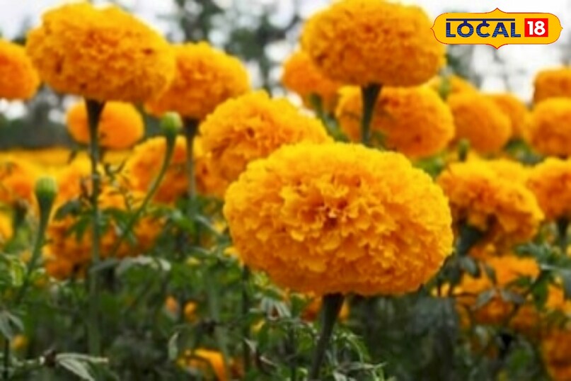 उन्होंने कहा कि मुरझाए या पुराने फूलों को समय-समय पर तोड़ते रहना चाहिए. इससे पौधे की ऊर्जा बचती है और वह नई शाखाएँ निकालता है, जिससे फूलों की संख्या बढ़ती है. 