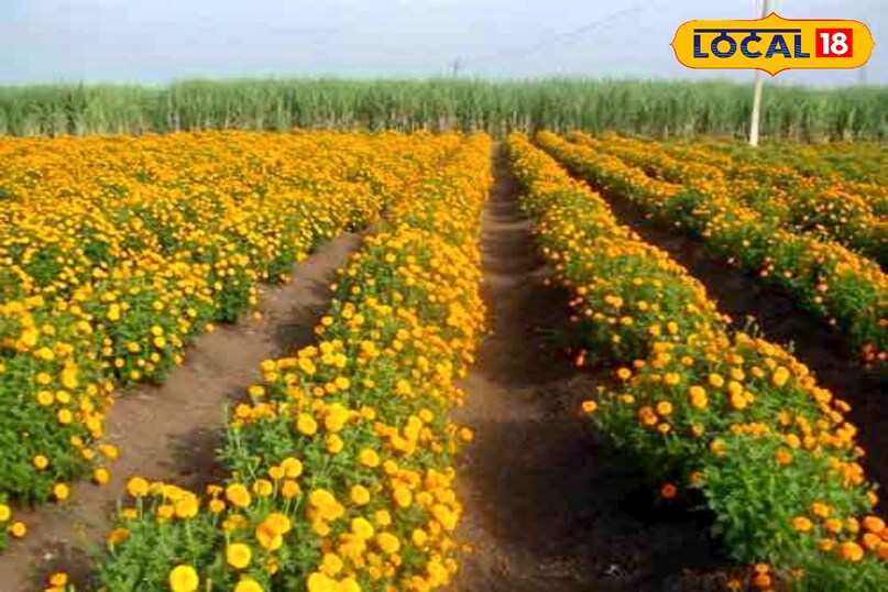 उन्होंने बताया कि इस स्प्रे के नियमित प्रयोग से पौधे ठंड में भी मजबूत बने रहते हैं. कलियों का निर्माण तेजी से होता है और फूलों का रंग गहरा व आकार बड़ा दिखाई देता है.