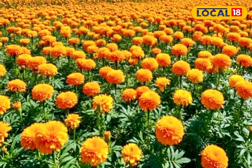 आगे कहा कि सही पोषण, नियमित स्प्रे और हल्की देखभाल से सर्दियों में भी गेंदे की खेती लाभकारी बनाई जा सकती है. यह तरीका घरों के गार्डन से लेकर व्यावसायिक खेती तक सभी के लिए फायदेमंद है.