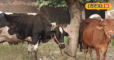 सर्दी में गाय भैंस को रोज खिला दें ये पाउडर