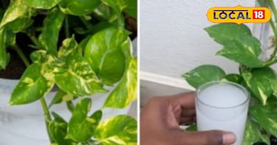 चावल का पानी और पौधा