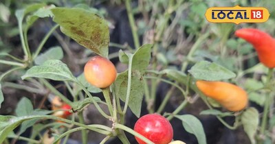 गोल हरी मिर्च की खेती!