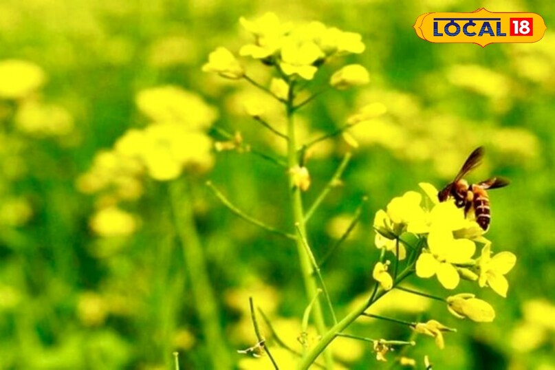 आगे कहा कि तेज ठंड या पाले की संभावना हो, तो फसल की सुरक्षा के उपाय करें. हल्की सिंचाई या धुआं करने से पाले का असर कम किया जा सकता है, जिससे फूल और फलियां सुरक्षित रहती हैं. 