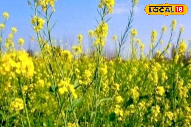 आगे कहा कि अगर जनवरी महीने में सिंचाई, पोषण, कीट नियंत्रण और फसल सुरक्षा पर विशेष ध्यान दिया जाए, तो सरसों की फसल से बेहतर उपज और अधिक मुनाफा प्राप्त किया जा सकता है.