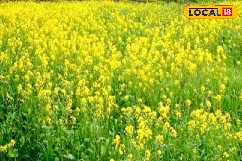 आगे कहा कि इस समय फसल को नाइट्रोजन, फॉस्फोरस और पोटाश की संतुलित मात्रा की जरूरत होती है. यदि खेत में कमजोरी दिखे, तो अनुशंसित मात्रा में यूरिया की टॉप ड्रेसिंग करें, जिससे पौधों की बढ़वार और दाने भरने की क्षमता बढ़ती है.