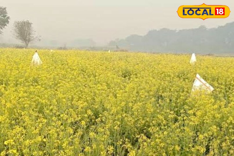 आगे कहा कि जनवरी में सरसों में सल्फर और बोरॉन की कमी आमतौर पर देखी जाती है. सल्फर से तेल की मात्रा बढ़ती है, जबकि बोरॉन से फलियों का विकास बेहतर होता है. जरूरत पड़ने पर इनका स्प्रे या मिट्टी में प्रयोग करें.