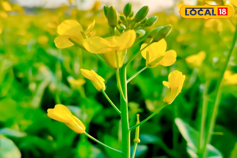 आगे कहा कि अगर खेत में खरपतवार नजर आ रहे हों, तो हल्की निराई-गुड़ाई जरूर करें. इससे मिट्टी में हवा का संचार होता है और पौधों को पोषक तत्व बेहतर तरीके से मिलते हैं.