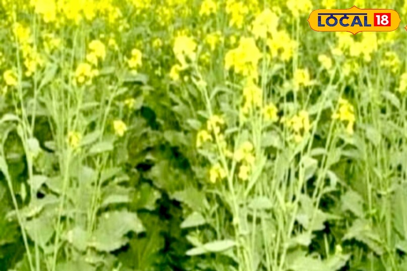 उन्होंने कहा कि इस महीने माहू (एफिड), आरी मक्खी और सफेद रतुआ जैसे रोगों का प्रकोप बढ़ सकता है. समय-समय पर खेत का निरीक्षण करें और लक्षण दिखने पर तुरंत उचित कीटनाशक या रोगनाशक का छिड़काव करें. 