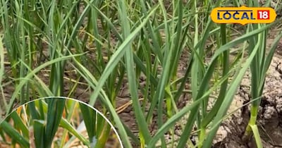 Enemy of onion shrub and broad leaf scab, learn how to control