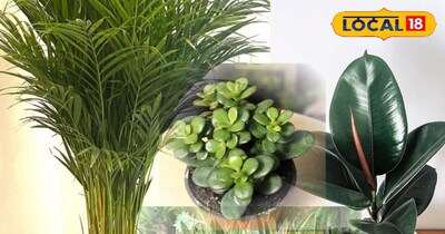 नेचुरल पौधे 