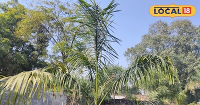 पाम आयल का वृक्ष 