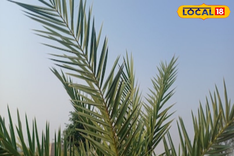 Moradabad news, hindi news, local news, up news, मुरादाबाद समाचार, हिंदी समाचार, लोकल समाचार, यूपी समाचार।