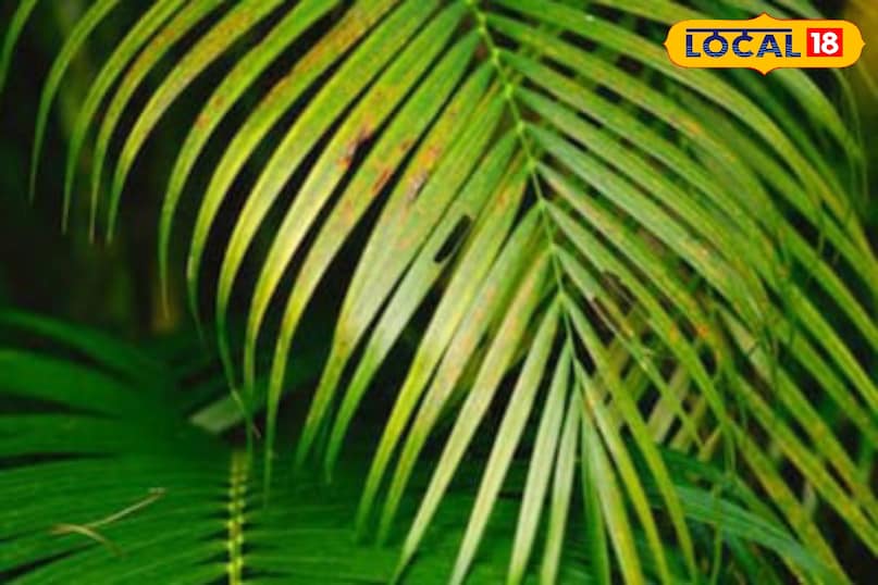 Moradabad news, hindi news, local news, up news, मुरादाबाद समाचार, हिंदी समाचार, लोकल समाचार, यूपी समाचार।