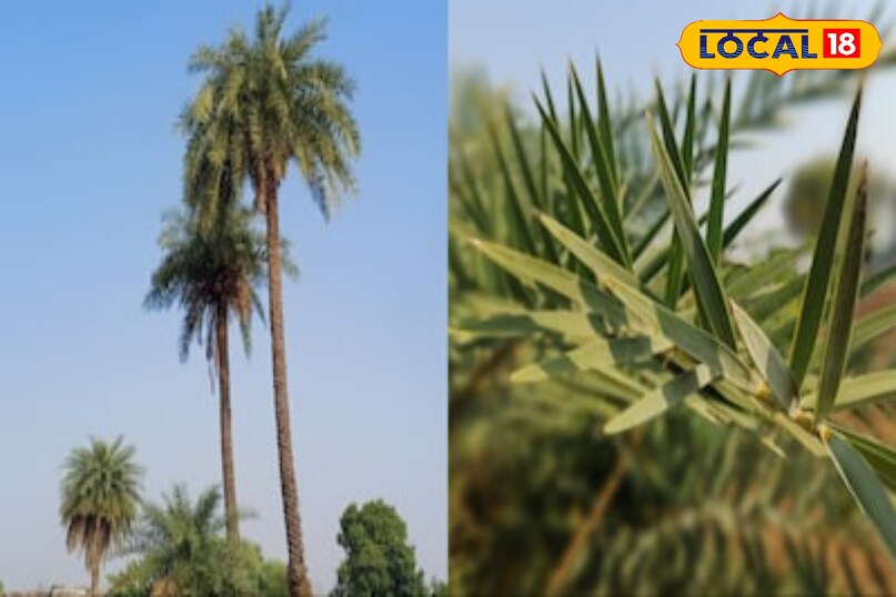 Moradabad news, hindi news, local news, up news, मुरादाबाद समाचार, हिंदी समाचार, लोकल समाचार, यूपी समाचार।