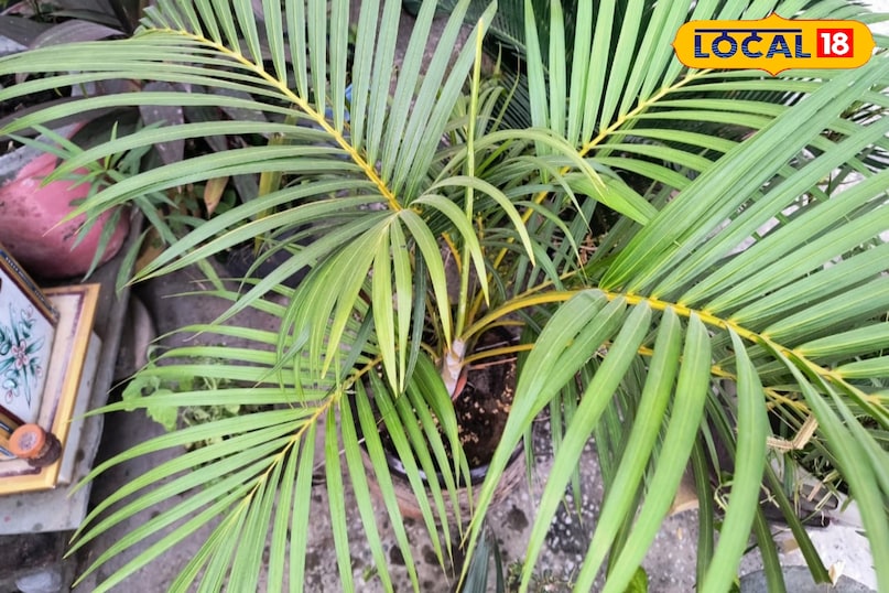 Moradabad news, hindi news, local news, up news, मुरादाबाद समाचार, हिंदी समाचार, लोकल समाचार, यूपी समाचार।