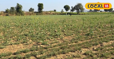 चने का साग खेत में खड़ा 