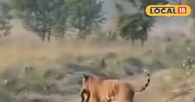 बाघ ने अजगर का किया शिकार।