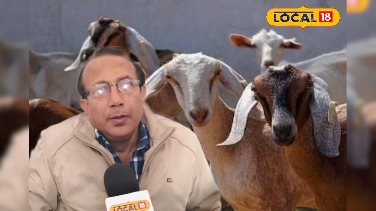 ठंडी हवा बनी दुश्मन! सर्दियों में ऐसे गिरती है बकरियों की इम्युनिटी