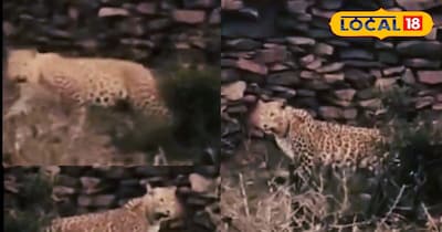 खेत के पास दिखा लेपर्ड