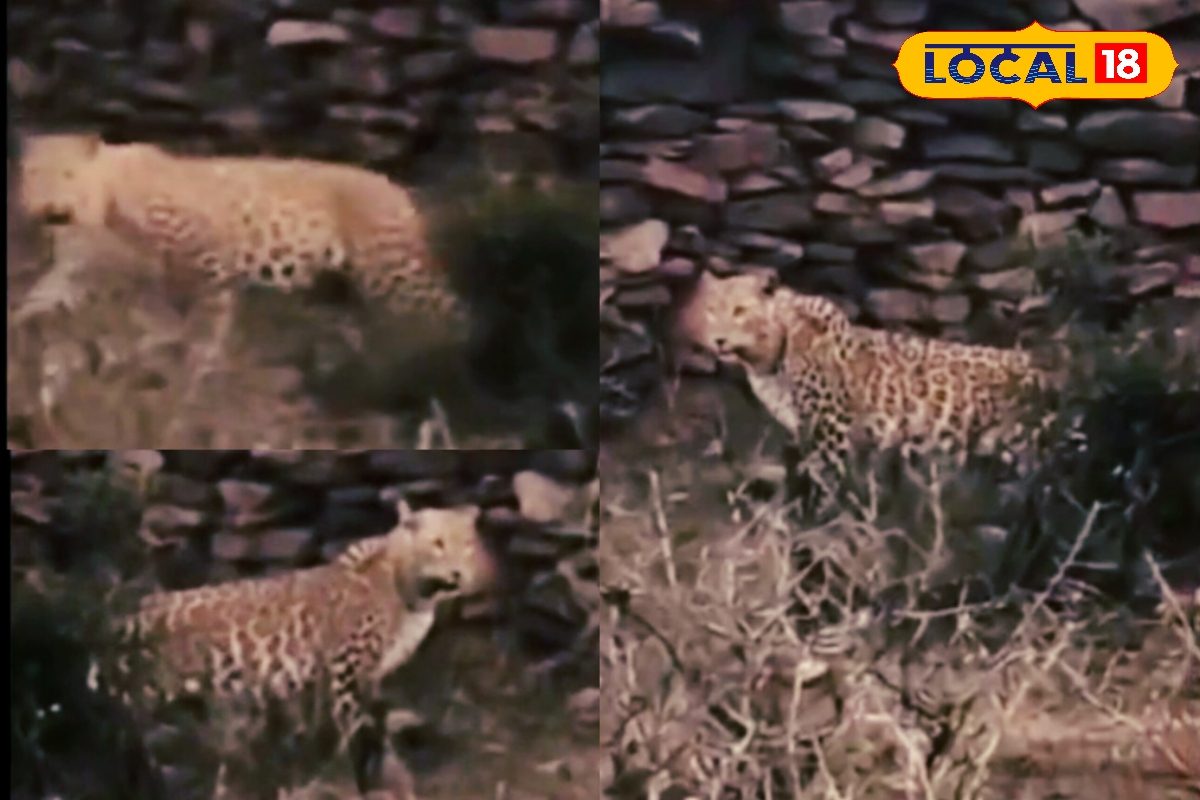 रात होते ही सन्नाटा! बंध बारैठा से सटे गांवों में फिर दिखा लेपर्ड वन विभाग अलर्ट