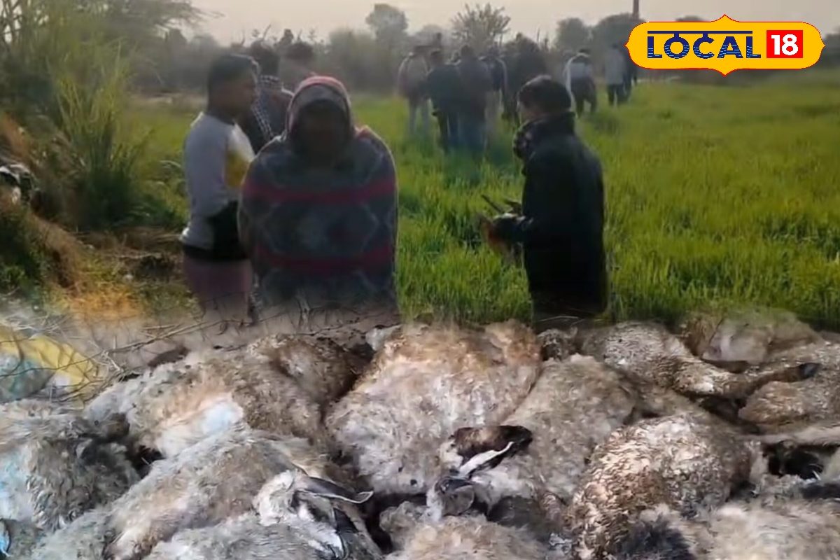 इस गांव को क्या हो गया 66 पशु मरे 24 से ज्यादा घायल ग्रामीणों में दहशत