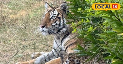 Sidhi news baghela Tiger with three cubs for 13 days at resort, fear of bear