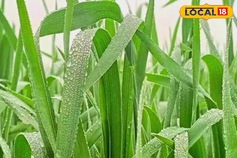 शीतलहर में सिंचाई?...